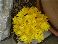 delosperma